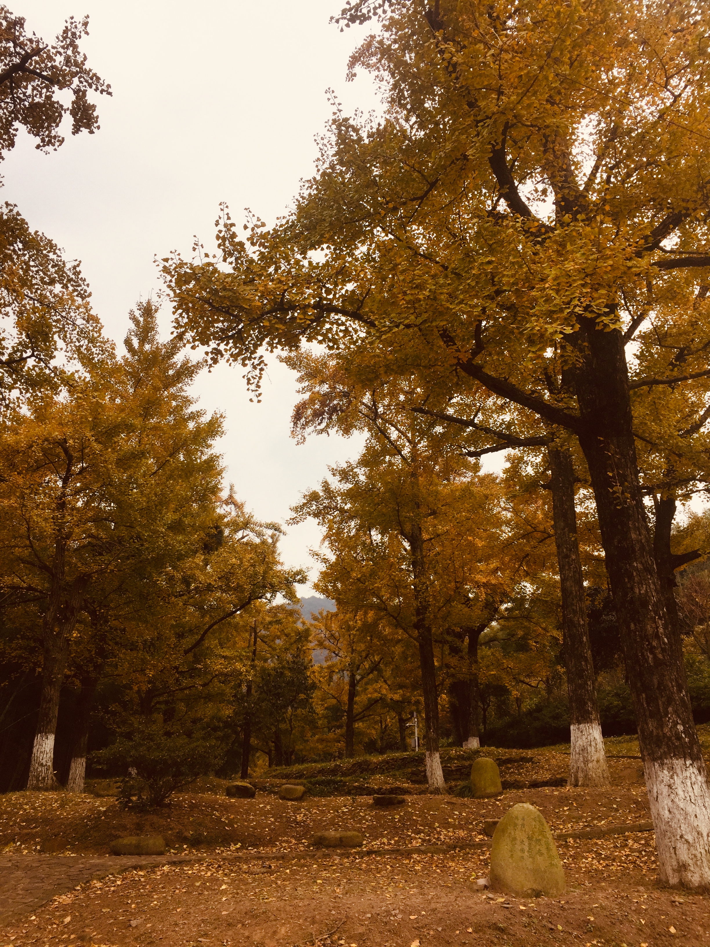 ΢ͼƬ_20181105153727.jpg
